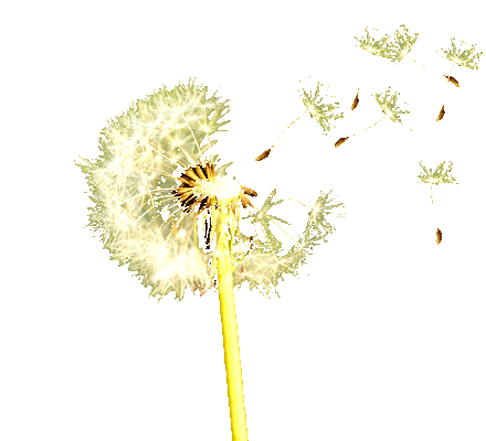 Logo Pusteblume